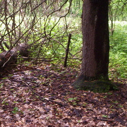 Cemeteries, Forest County